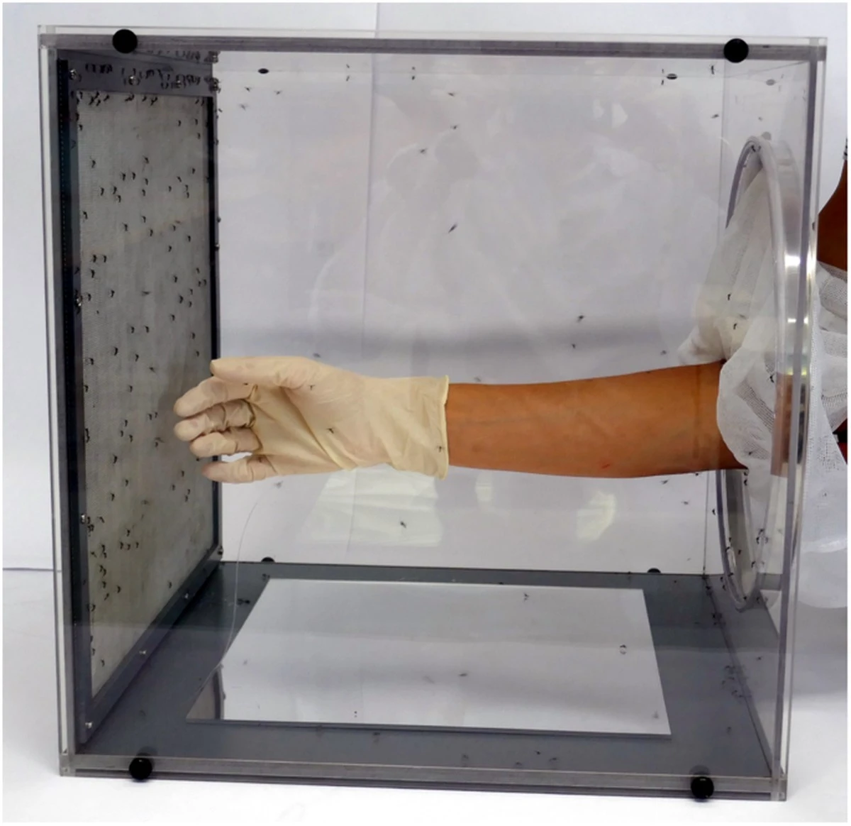 Dlaczego naukowcy z Unicamp dodają ekstrakt z bylicy do repelentów nowej generacji - image 1