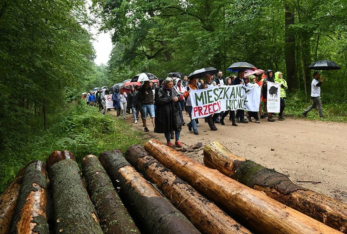 Dlaczego od 1 marca za wycięcie drzewa na własnej działce grozi ogromna kara - image 1
