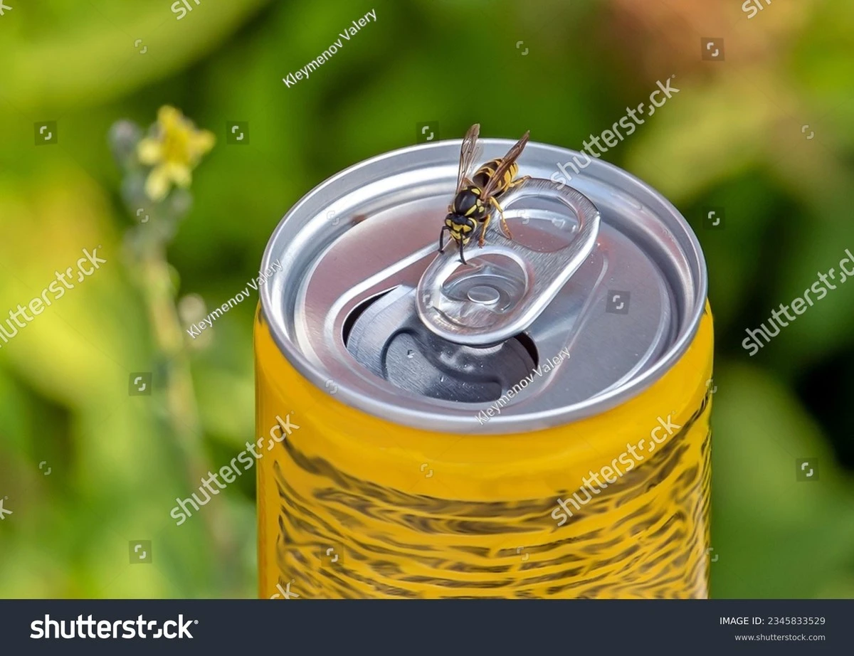 Dlaczego osy wybierają Twój ogród: 6 rzeczy, które działają na nie jak magnes - image 1