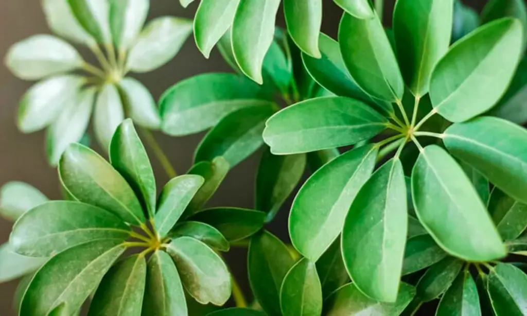 Dlaczego po czterdziestce warto postawić te trzy rośliny w sypialni