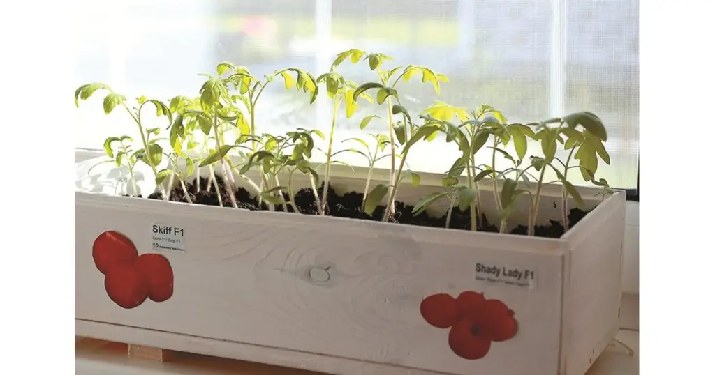 Dlaczego pomidory nie wschodzą: 5 błędów, które niszczą Twoje zbiory