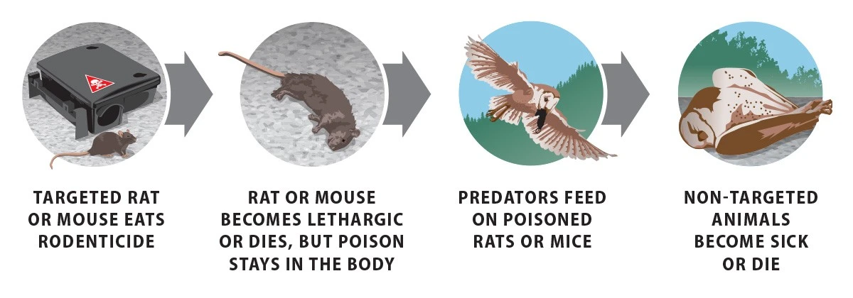 Dlaczego popularne markety wycofują ze sprzedaży trutki na gryzonie - image 1