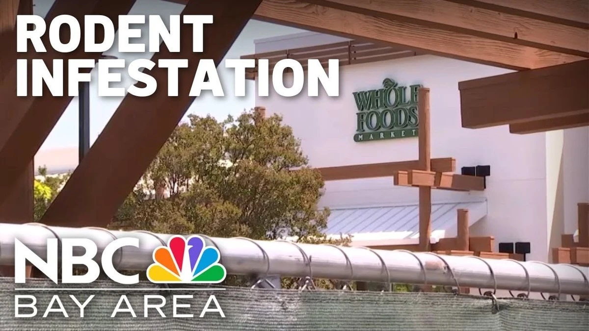 Dlaczego popularne trutki na szczury znikają z półek sklepowych - image 1