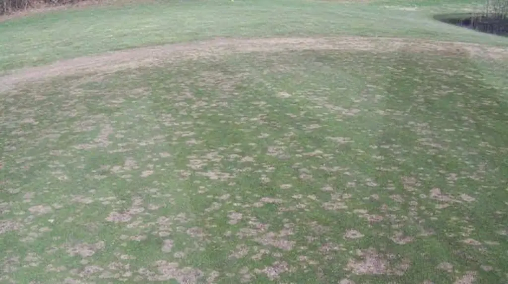 Dlaczego po zimie na trawniku pojawiają się szare plamy i jak je usunąć bez chemii