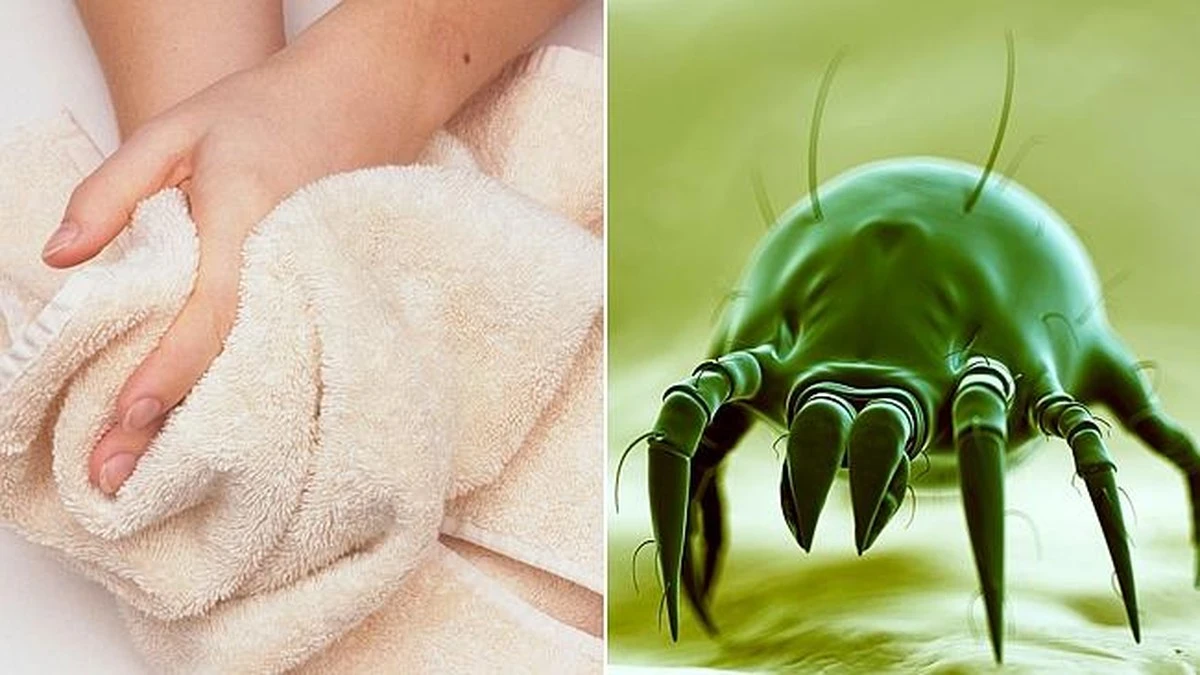 Dlaczego pranie ręcznika raz w tygodniu to o kilka dni za późno - image 1