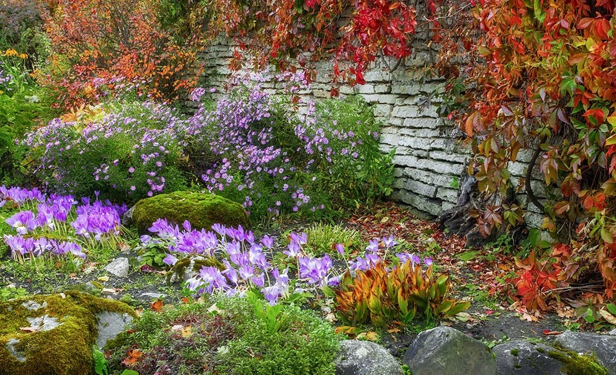 Dlaczego profesjonalni ogrodnicy sadzą rośliny jesienią, a nie wiosną - image 1