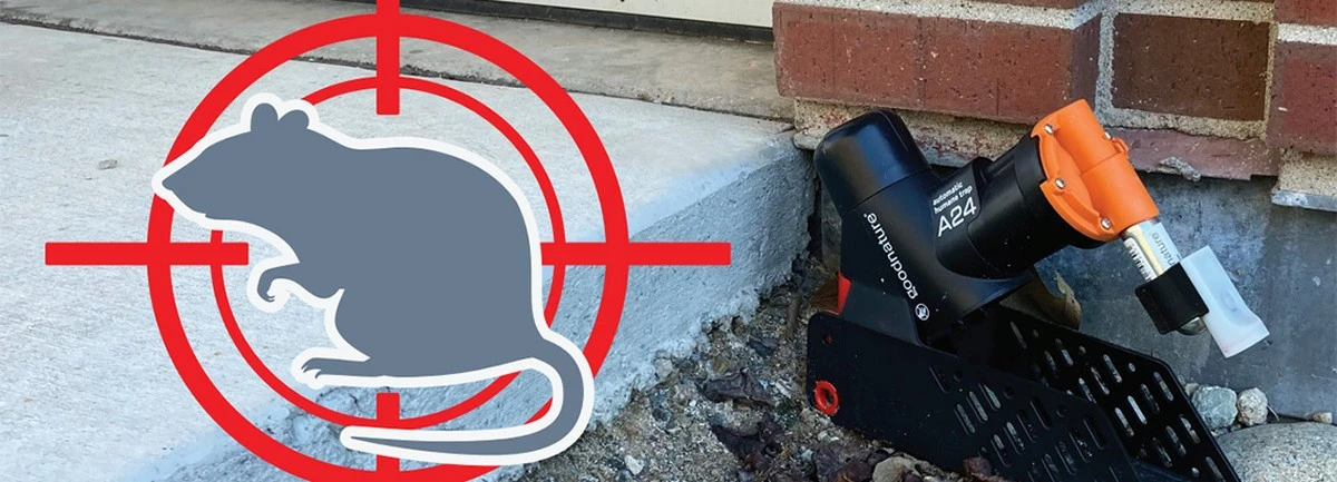 Dlaczego profesjonaliści zawsze kładą gąbkę przy trutce na szczury - image 1