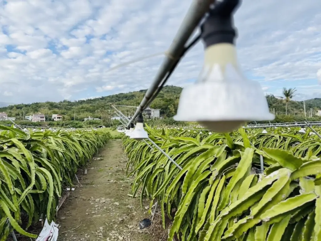 Dlaczego rolnicy nakładają aluminiowe osłony na lampy w sadach