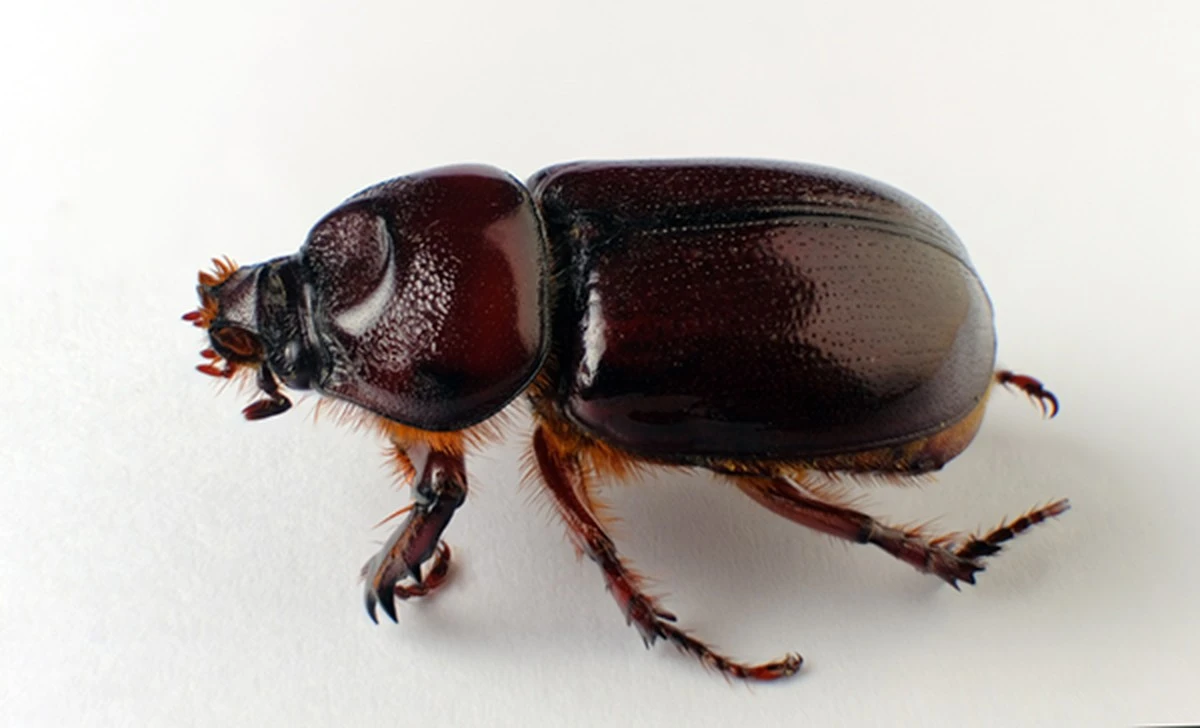 Dlaczego sadownicy coraz częściej znajdują te czarne chrząszcze w korzeniach drzew - image 1