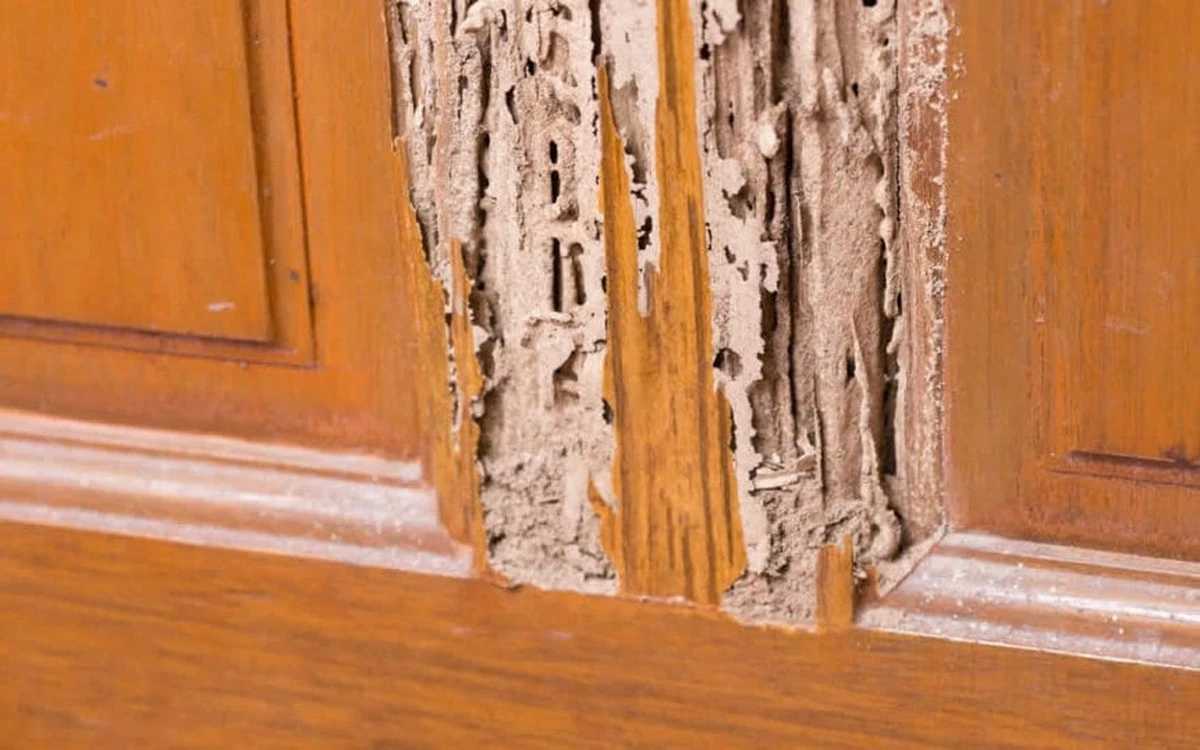 Dlaczego studenci w Canberze myją naczynia w łazience i walczą z plagą termitów - image 1