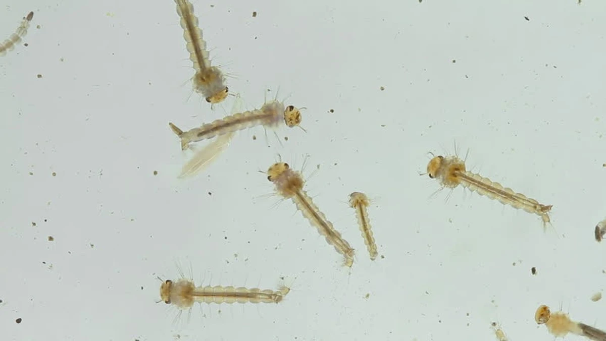 Dlaczego służby w Charente-Maritime wyjechały w teren trzy tygodnie wcześniej niż zwykle - image 1