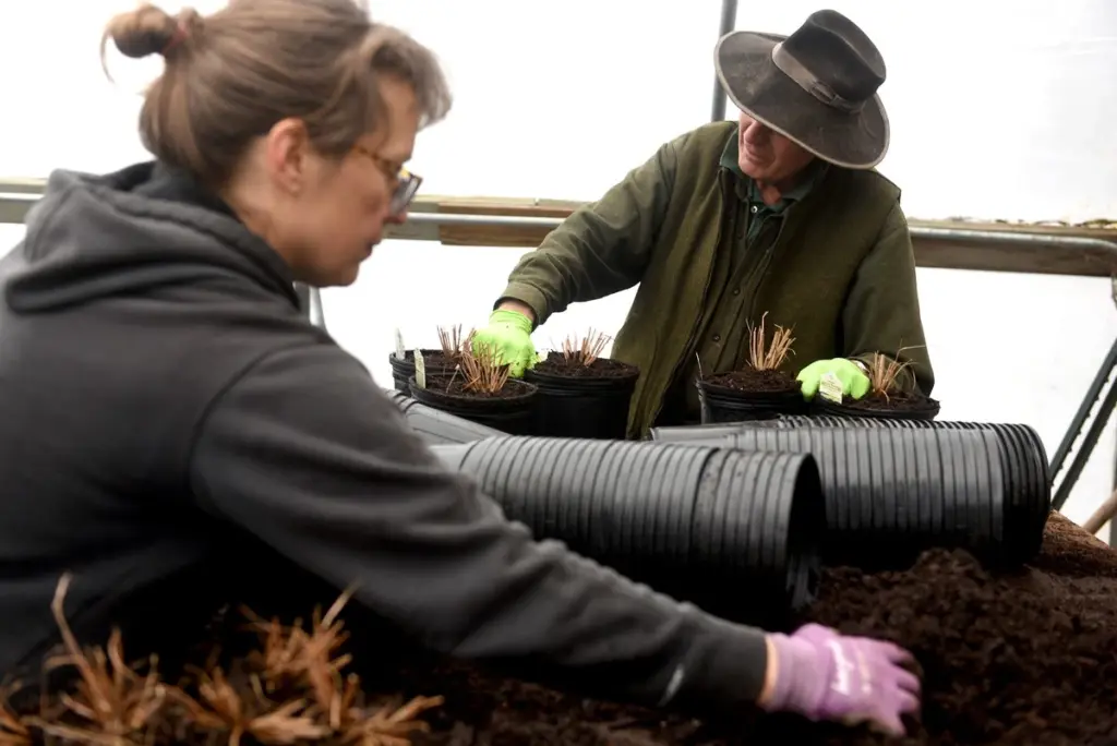 Dlaczego słynna szkółka roślin E.C. Browns zmieniła właściciela po 50 latach