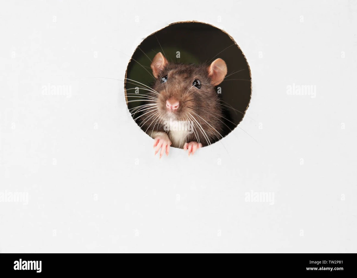 Dlaczego szczury masowo opuszczają kryjówki i szukają schronienia w polskich domach - image 1