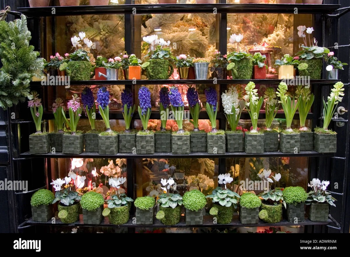 Dlaczego ulubiona rodzinna kwiaciarnia znika z centrum miasta po wielu latach - image 1