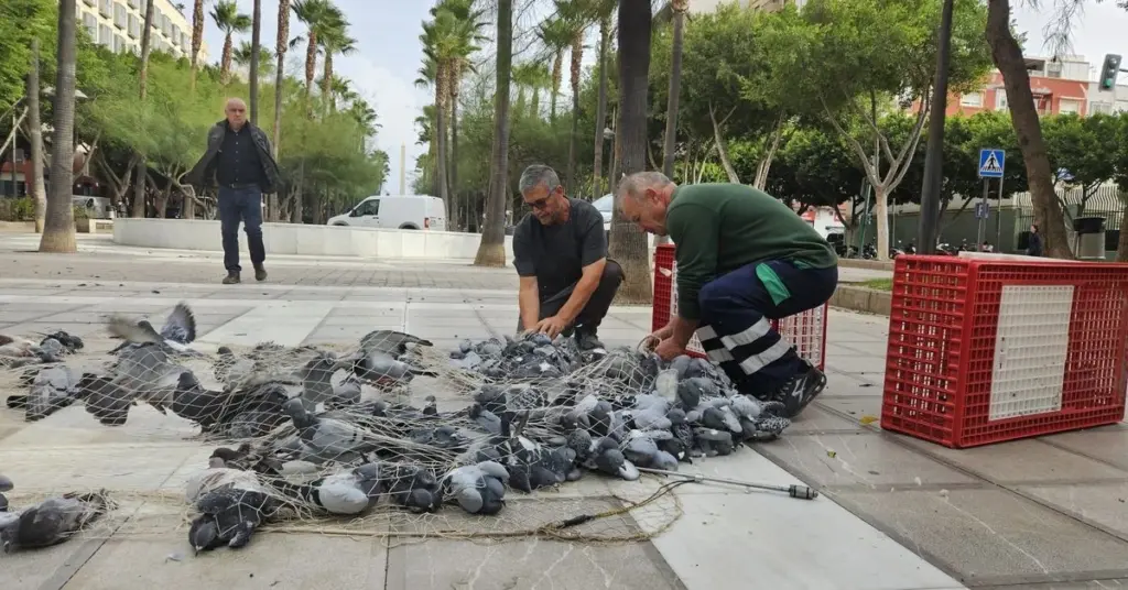 Dlaczego władze Almerii stawiają na armatki powietrzne w walce z ptakami