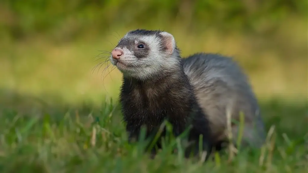 Dlaczego władze miast wypuszczają fretki na trawniki między blokami