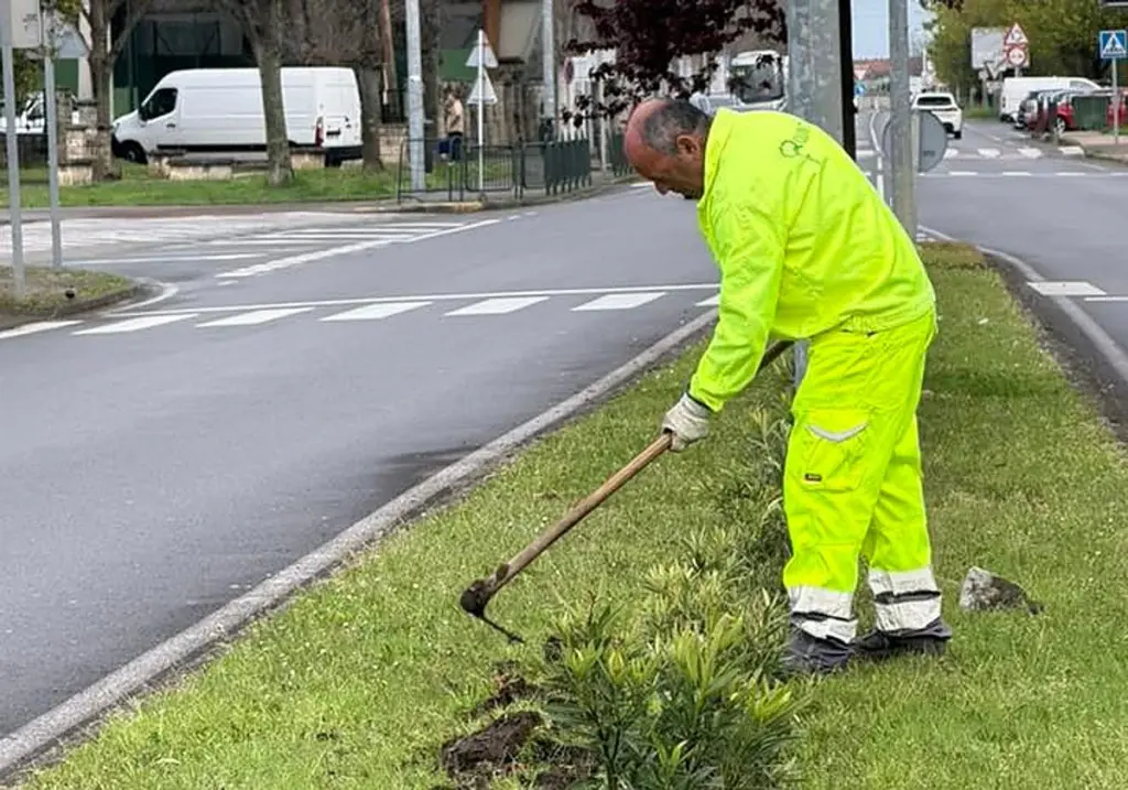 Dlaczego władze Santoñy nakładają specjalne osłony na drzewa miłorzębu