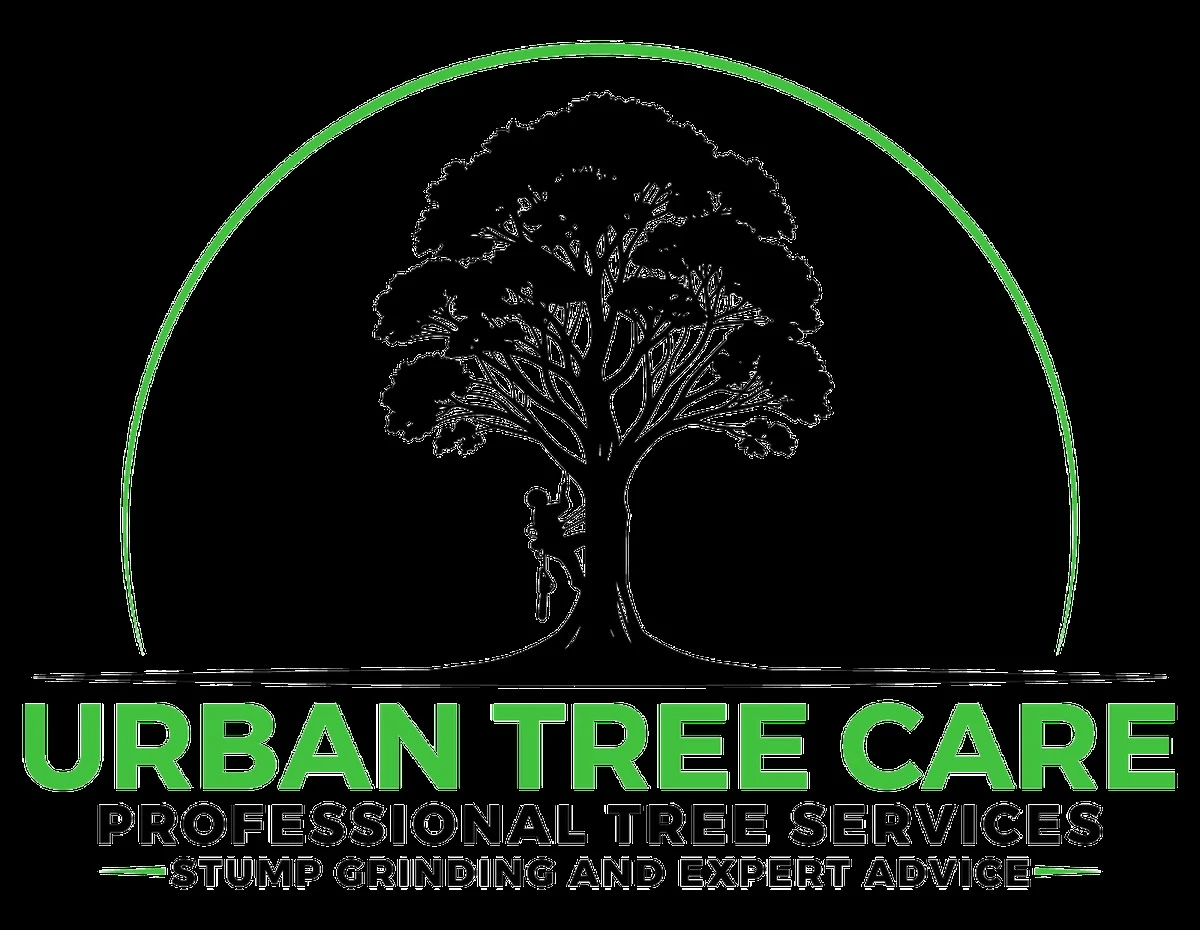 Dlaczego władze Santoñy nakładają specjalne osłony na drzewa miłorzębu - image 1