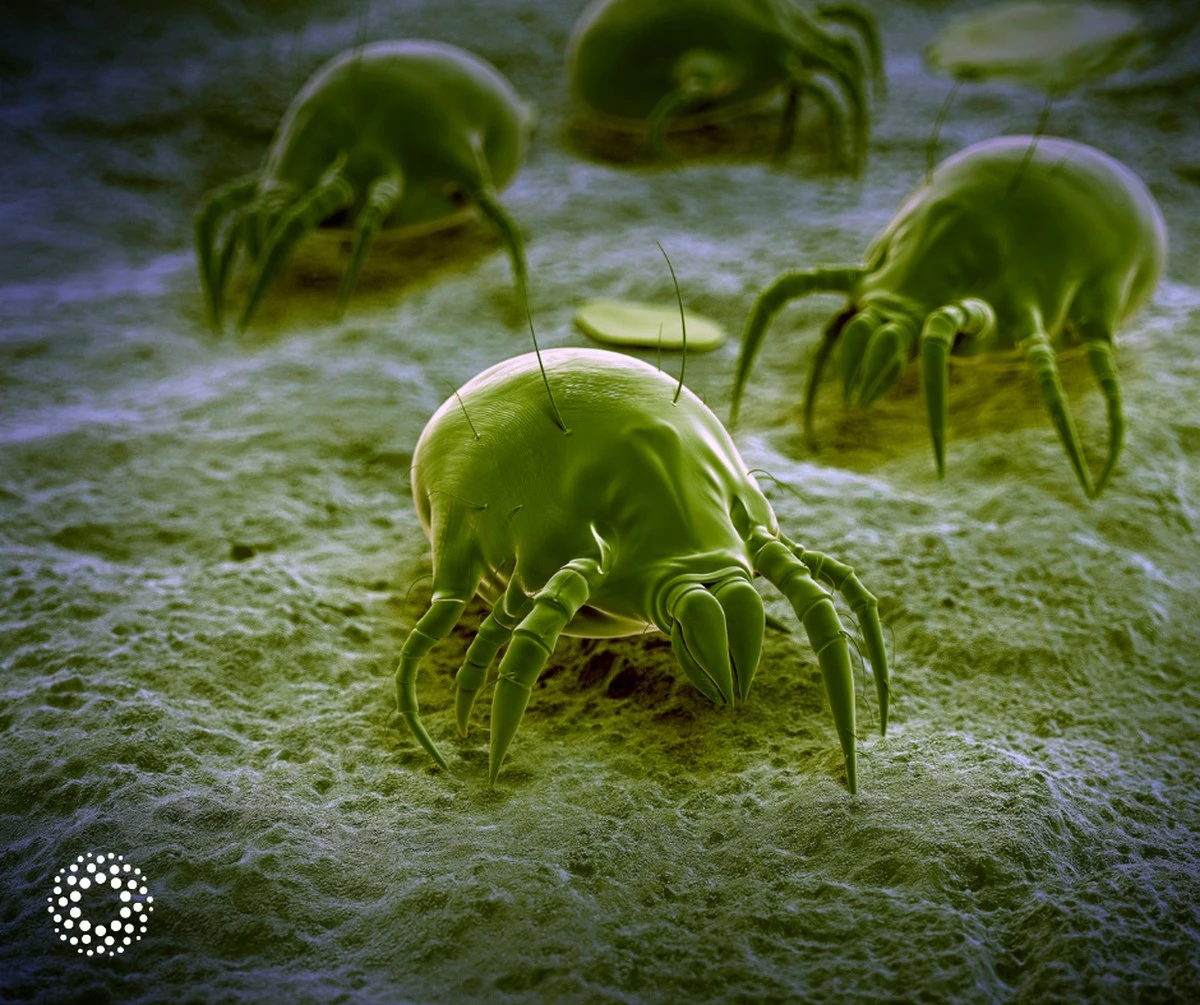 Dlaczego warto ogrzać materac do 60 stopni przed snem - image 1