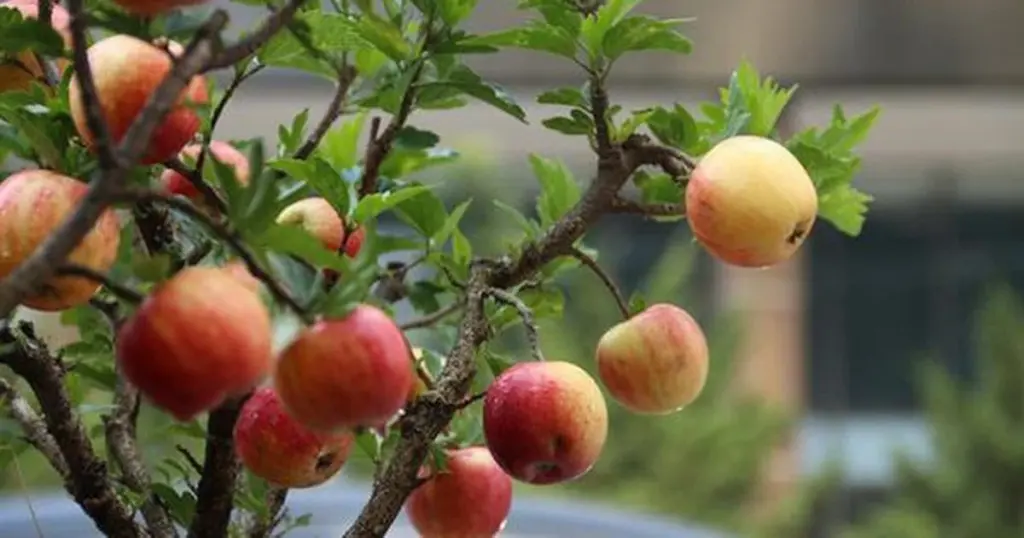 Dlaczego warto postawić doniczkę z cytrusem na balkonie właśnie teraz