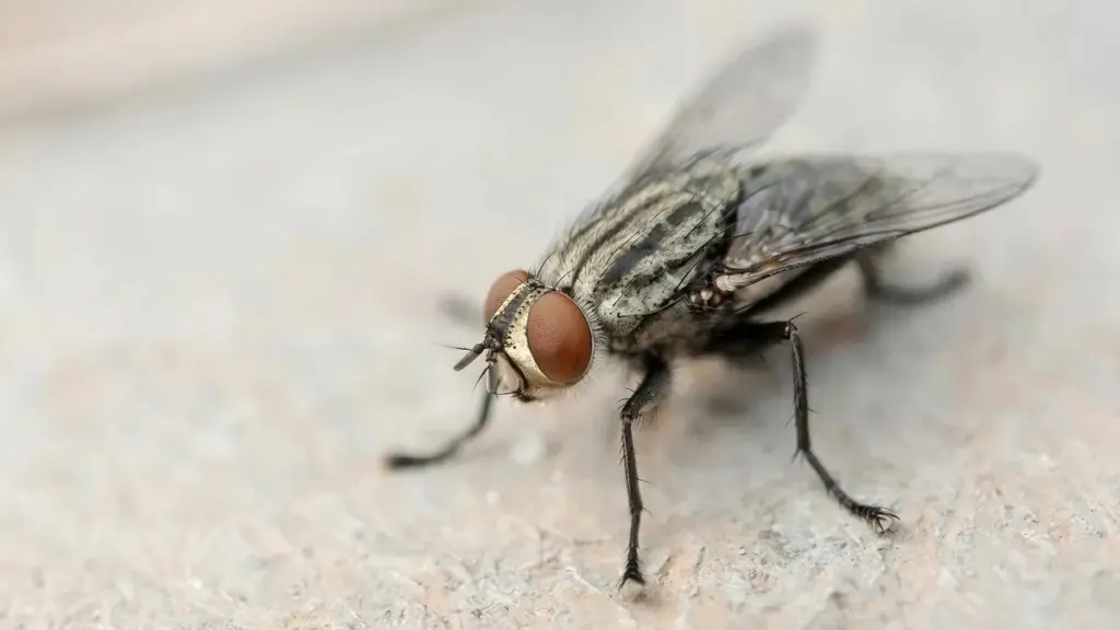 Dlaczego warto położyć kilka goździków na rozgrzanej patelni