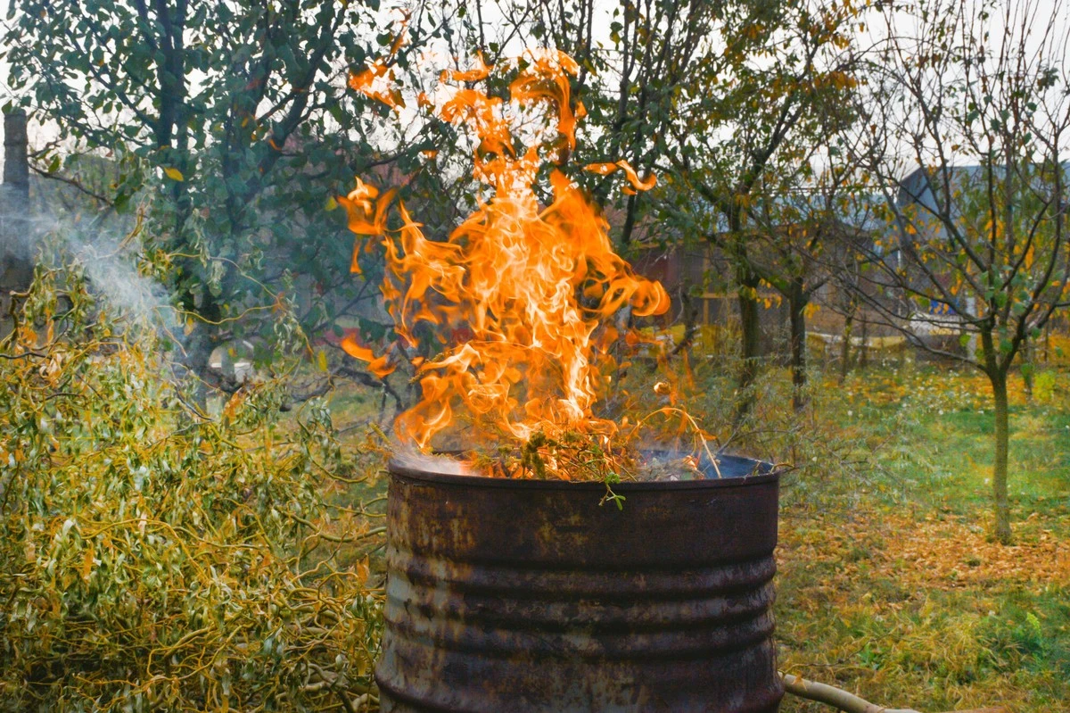 Dlaczego warto pozbyć się gałęzi z ogrodu przed 31 marca - image 1