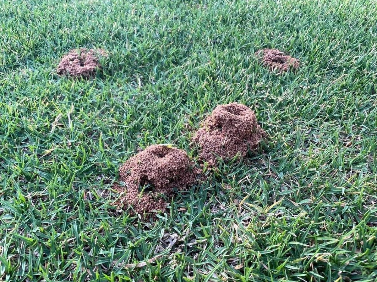 Dlaczego warto posypać trawnik cynamonem - image 1