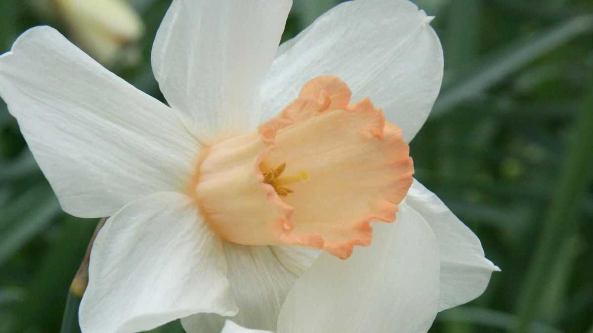 Dlaczego warto przyjrzeć się swoim żonkilom, zanim przekwitną - image 1