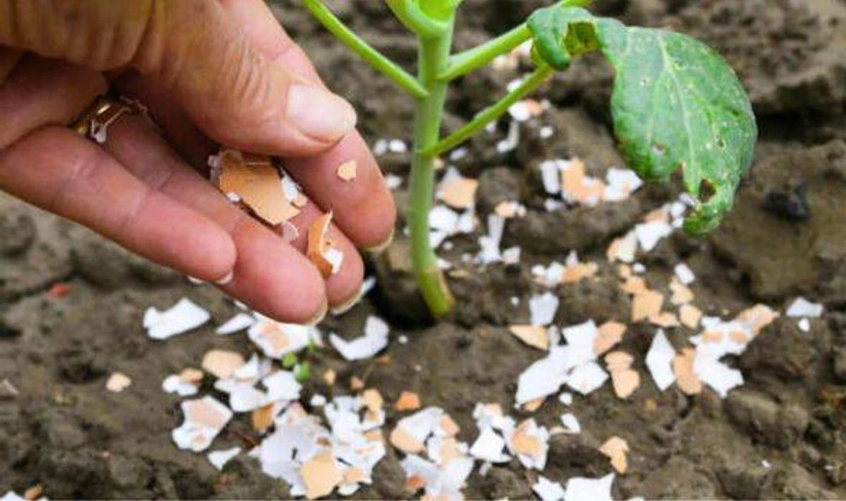Dlaczego warto sypać pokruszone skorupki jaj pod krzaki lawendy - image 1