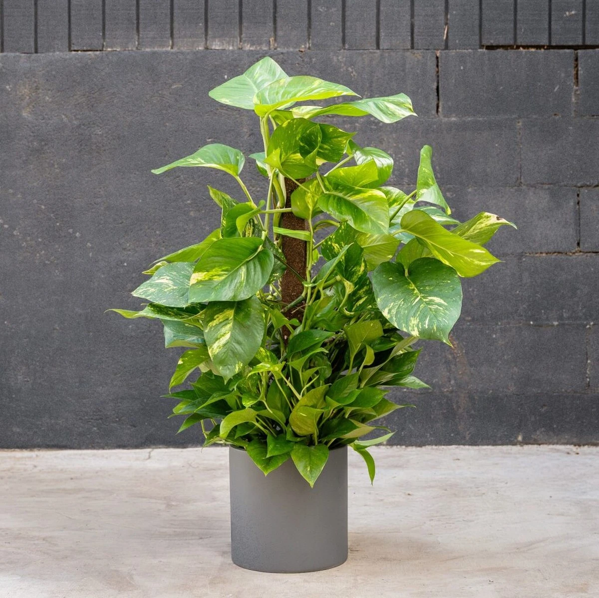 Dlaczego warto włożyć palik kokosowy do doniczki z epipremnum - image 1