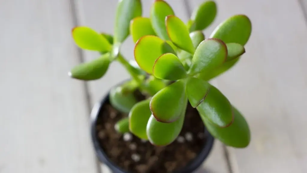 Dlaczego warto wrzucić garść perlitu do doniczki z drzewkiem szczęścia przed końcem września