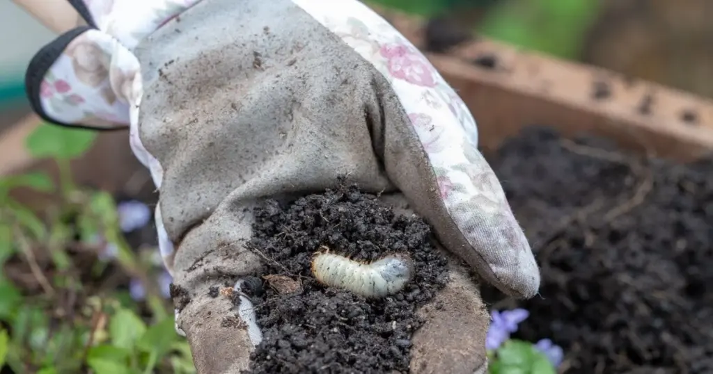 Dlaczego warto wsypać fusy z kawy do doniczek i podwyższonych grządek