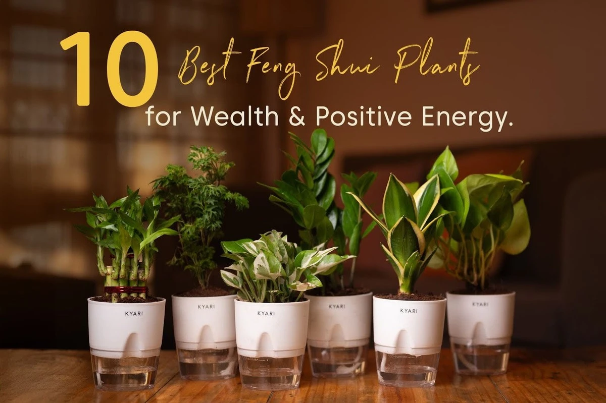 Dlaczego warto wynieść kaktusa z salonu przed końcem tygodnia - image 1