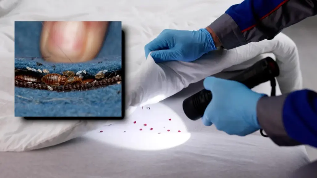 Dlaczego warto zajrzeć pod szwy materaca, nawet jeśli w domu jest idealnie czysto