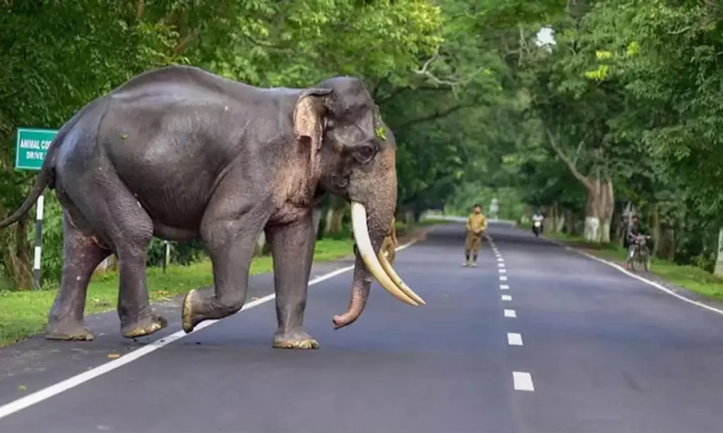 Dlaczego weterynarze coraz częściej wysyłają drony zamiast ludzi do dzikich słoni